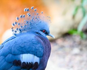 Preview wallpaper victoria crowned pigeon, pigeon, bird, blue