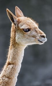 Preview wallpaper vicuna, animal, wildlife, blur