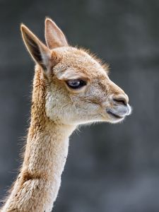 Preview wallpaper vicuna, animal, wildlife, blur