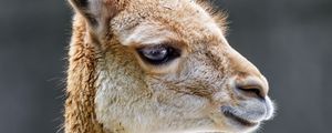 Preview wallpaper vicuna, animal, wildlife, blur