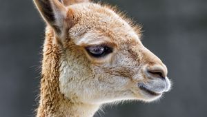 Preview wallpaper vicuna, animal, wildlife, blur