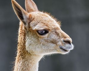 Preview wallpaper vicuna, animal, wildlife, blur