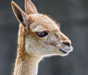 Preview wallpaper vicuna, animal, wildlife, blur