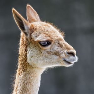 Preview wallpaper vicuna, animal, wildlife, blur