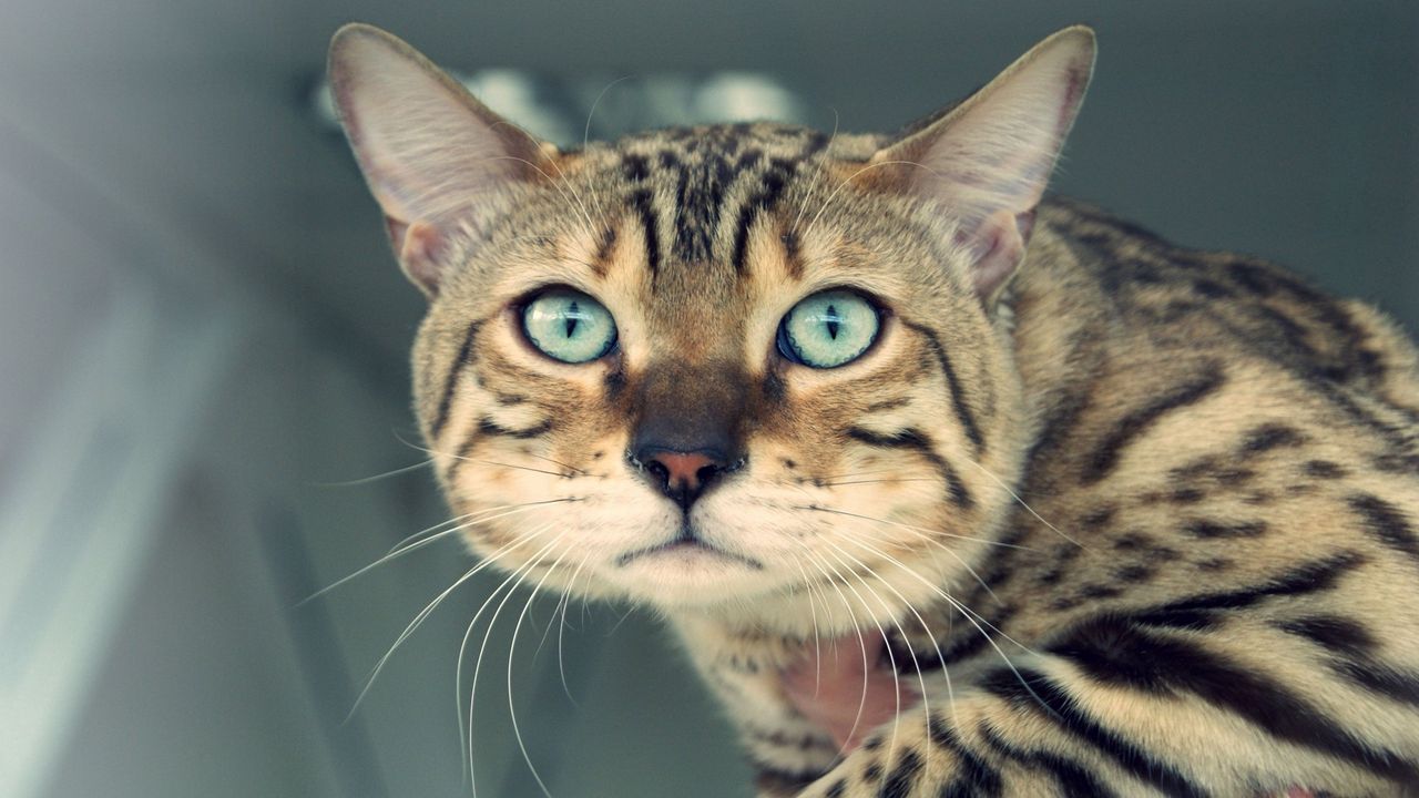 Wallpaper view, cat, whiskers, eyes