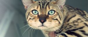 Preview wallpaper view, cat, whiskers, eyes