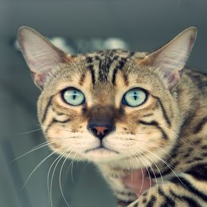 Preview wallpaper view, cat, whiskers, eyes