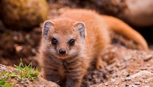 Preview wallpaper view, mongoose, animal