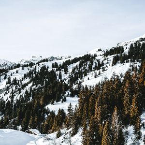 Preview wallpaper village, forest, snow, snowy, mountains