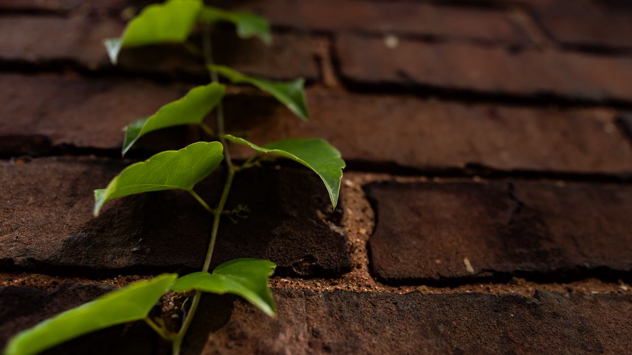 Wallpaper vine, leaves, wall, bricks, macro