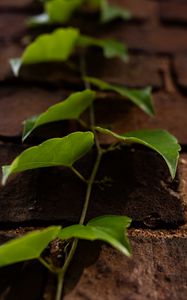 Preview wallpaper vine, leaves, wall, bricks, macro