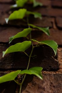 Preview wallpaper vine, leaves, wall, bricks, macro