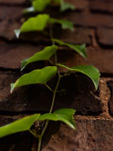 Preview wallpaper vine, leaves, wall, bricks, macro