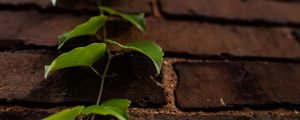 Preview wallpaper vine, leaves, wall, bricks, macro