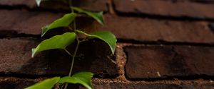 Preview wallpaper vine, leaves, wall, bricks, macro