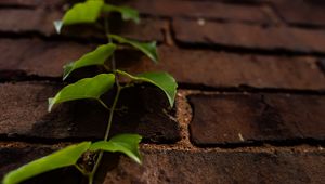 Preview wallpaper vine, leaves, wall, bricks, macro