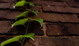 Preview wallpaper vine, leaves, wall, bricks, macro