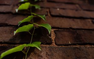 Preview wallpaper vine, leaves, wall, bricks, macro