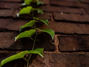 Preview wallpaper vine, leaves, wall, bricks, macro