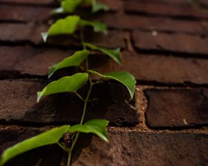 Preview wallpaper vine, leaves, wall, bricks, macro