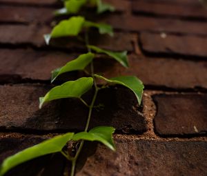 Preview wallpaper vine, leaves, wall, bricks, macro