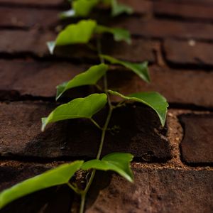 Preview wallpaper vine, leaves, wall, bricks, macro