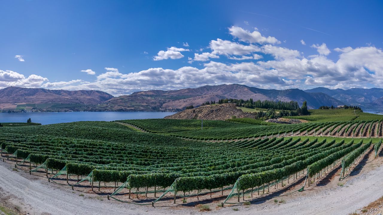 Wallpaper vineyard, field, lake