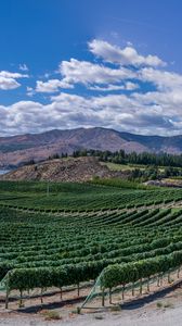 Preview wallpaper vineyard, field, lake