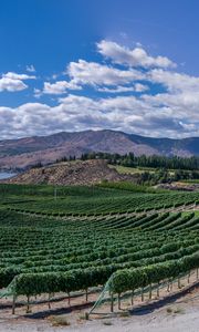 Preview wallpaper vineyard, field, lake