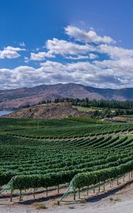 Preview wallpaper vineyard, field, lake