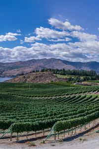 Preview wallpaper vineyard, field, lake