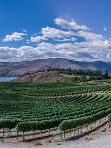 Preview wallpaper vineyard, field, lake