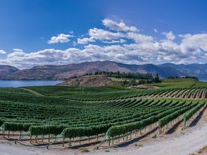 Preview wallpaper vineyard, field, lake