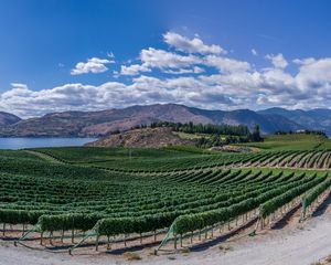 Preview wallpaper vineyard, field, lake