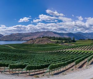 Preview wallpaper vineyard, field, lake