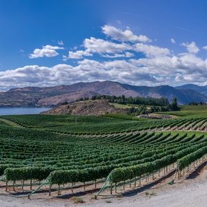 Preview wallpaper vineyard, field, lake