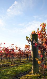 Preview wallpaper vineyard, sprouts, ranks, plantation