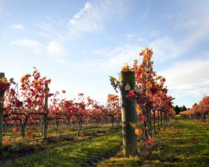 Preview wallpaper vineyard, sprouts, ranks, plantation