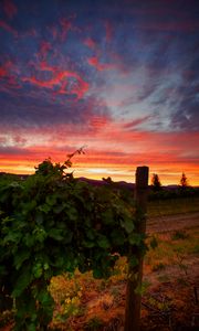 Preview wallpaper vineyard, sunset, grass