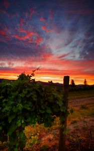 Preview wallpaper vineyard, sunset, grass