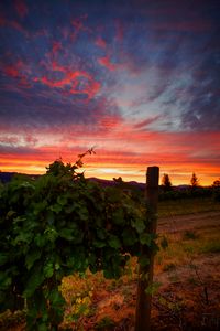 Preview wallpaper vineyard, sunset, grass