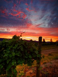 Preview wallpaper vineyard, sunset, grass