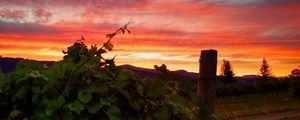 Preview wallpaper vineyard, sunset, grass