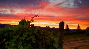 Preview wallpaper vineyard, sunset, grass