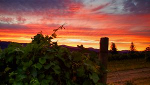 Preview wallpaper vineyard, sunset, grass