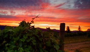 Preview wallpaper vineyard, sunset, grass