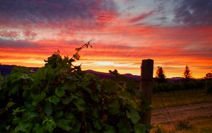 Preview wallpaper vineyard, sunset, grass