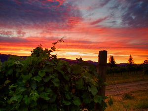 Preview wallpaper vineyard, sunset, grass