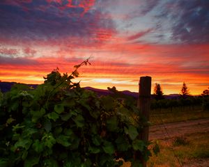 Preview wallpaper vineyard, sunset, grass