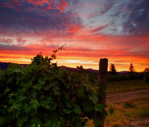 Preview wallpaper vineyard, sunset, grass